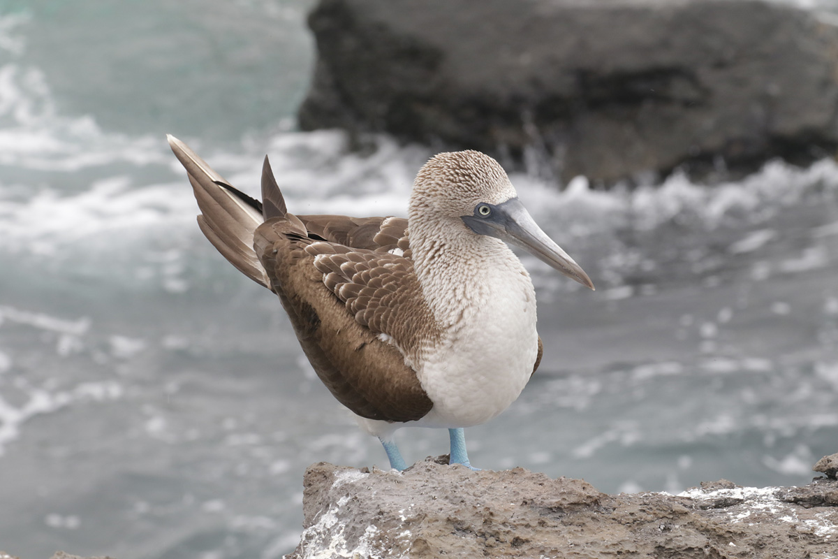 Bluefooted Booby